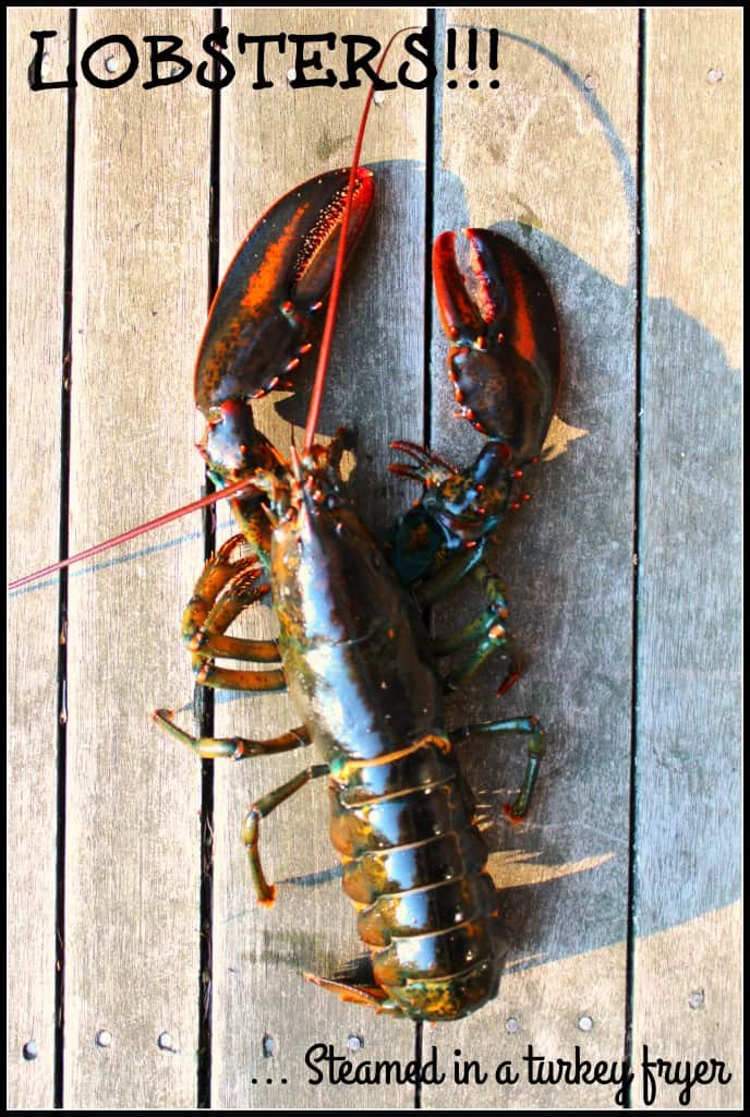 Lobsters Steamed in a Turkey Fryer