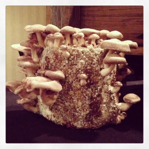 Mushrooms