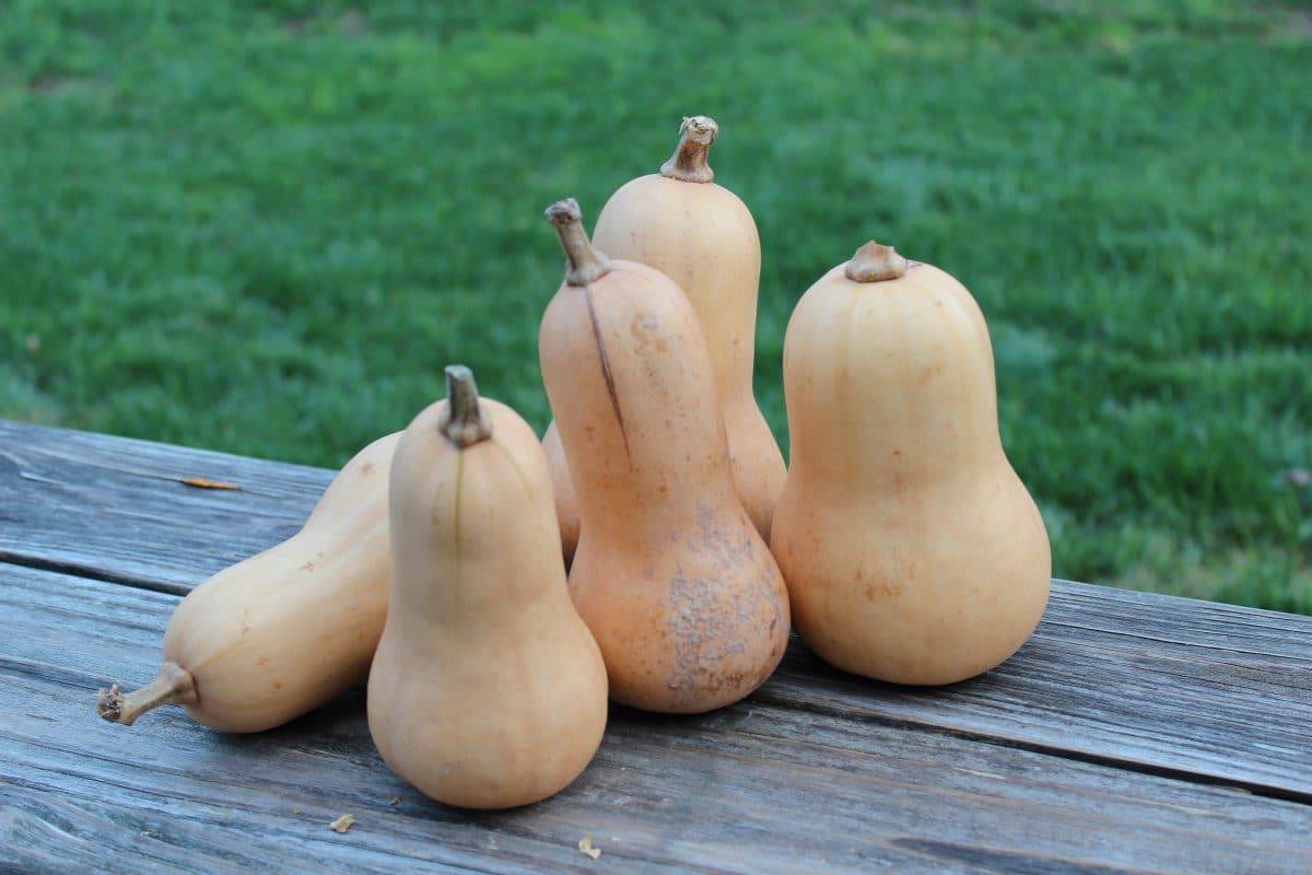 butternut squash