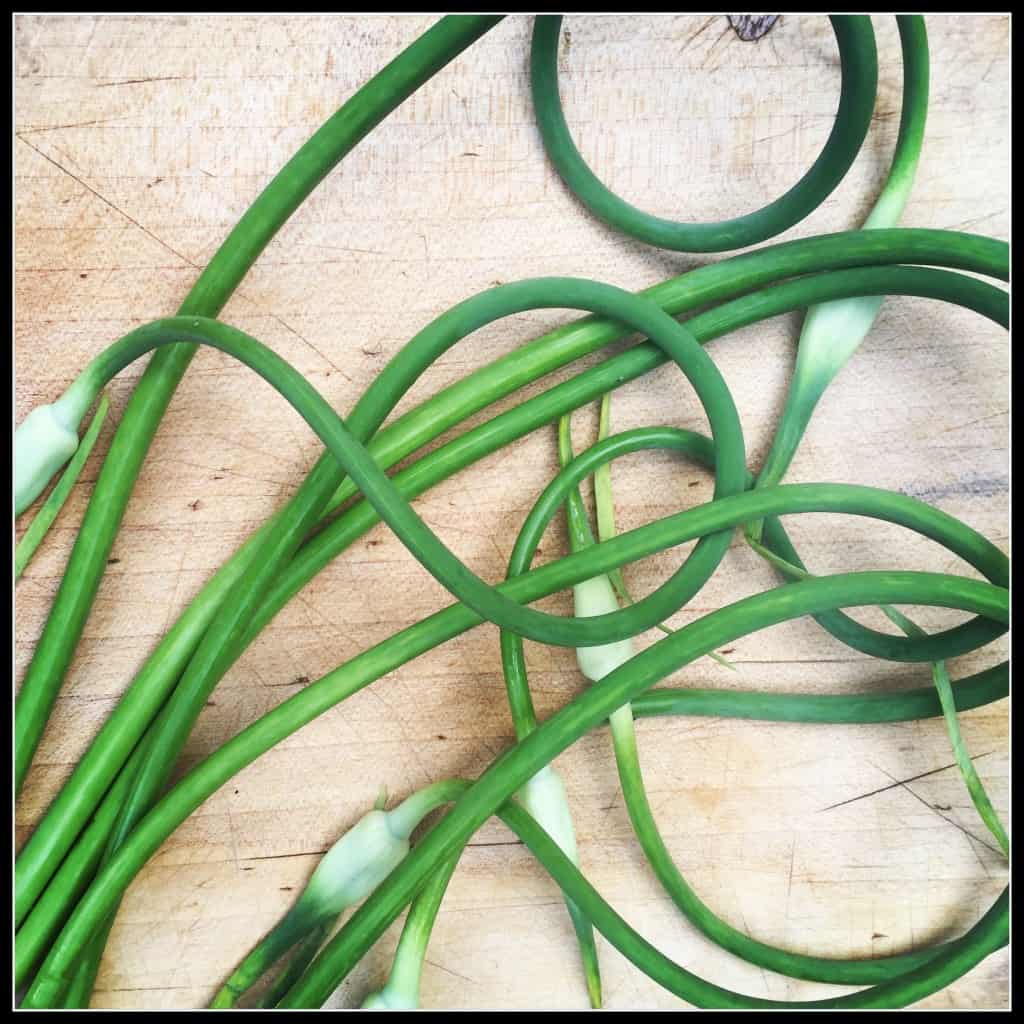 Garlic Scapes