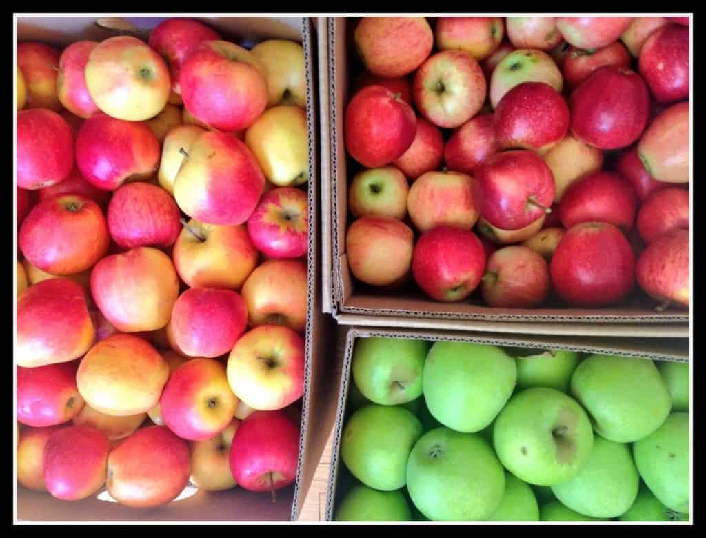 Bushels of North Carolina Apples