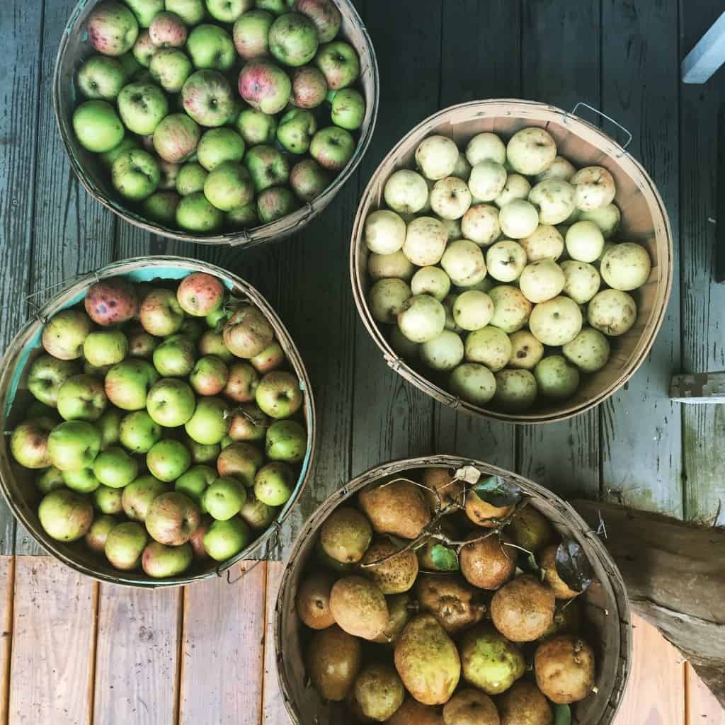 NC Heirloom Apples and Pearsq