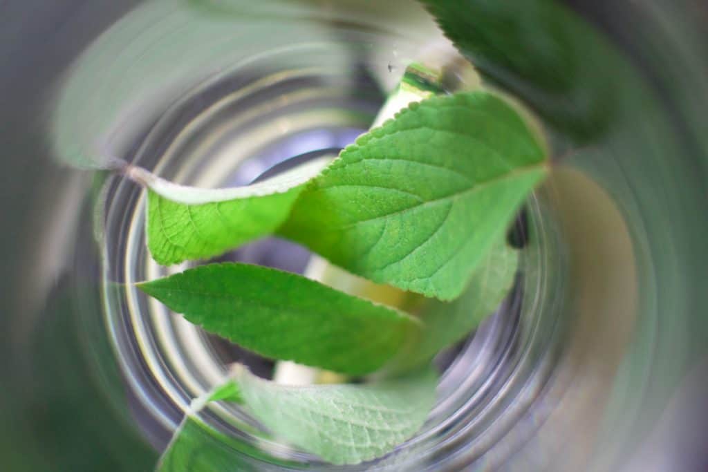 Pineapple sage mojito