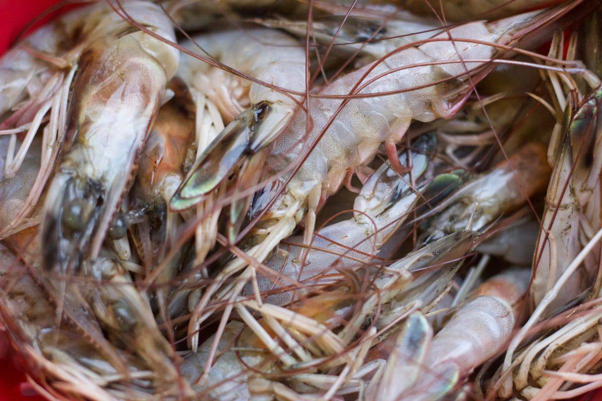 Garlicky Shrimp and Broccoli || Erin Brighton | easy dinner | seafood | eat local